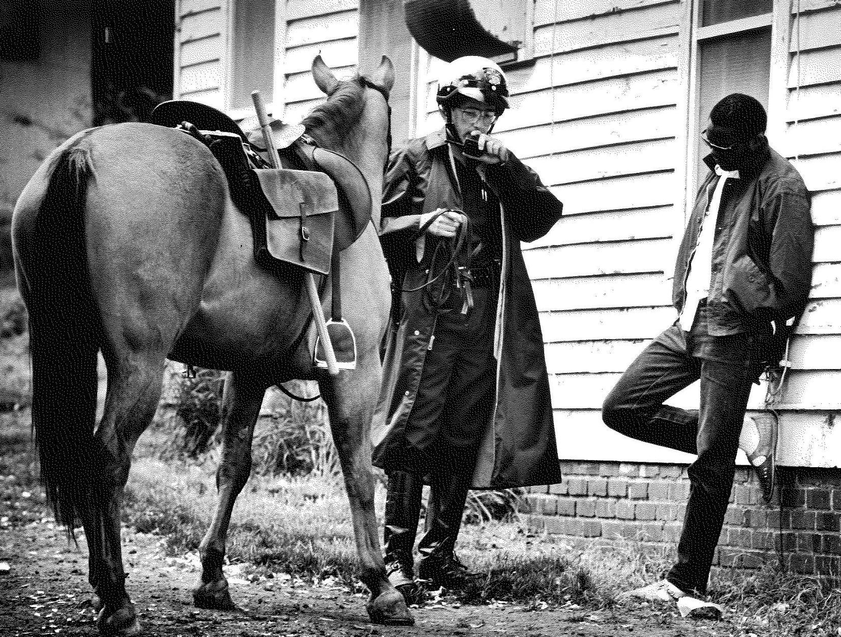 Police horses